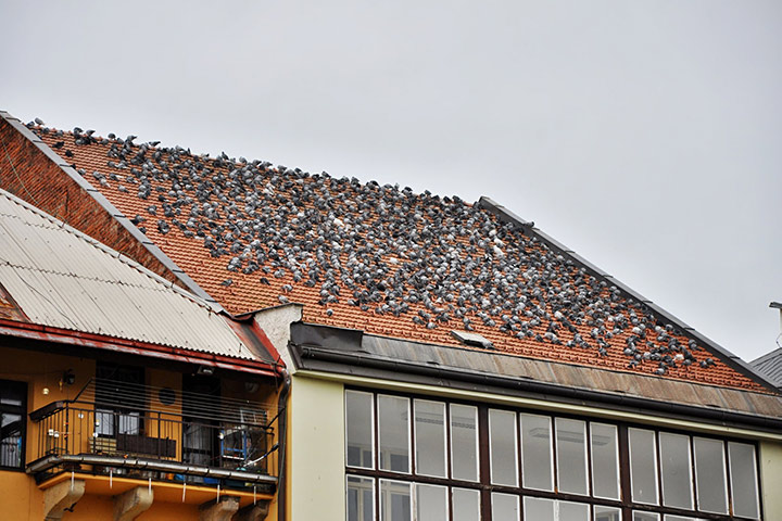 A2B Pest Control are able to install spikes to deter birds from roofs in Hetton Le Hole. 