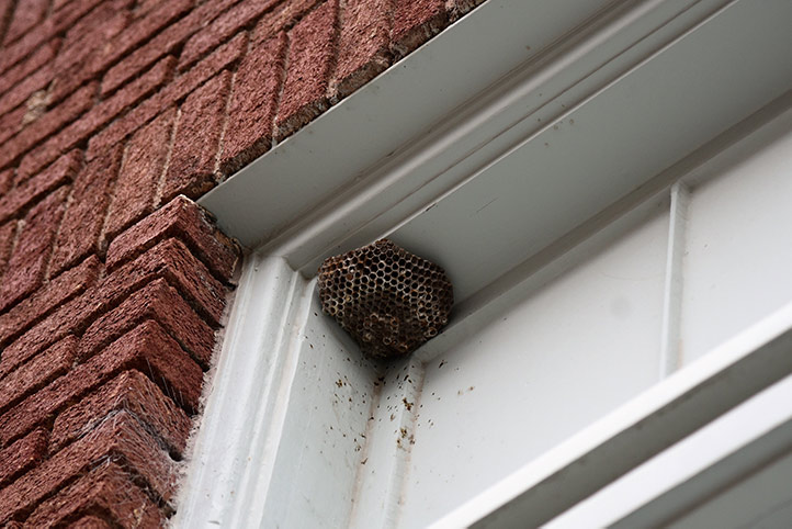 We provide a wasp nest removal service for domestic and commercial properties in Hetton Le Hole.